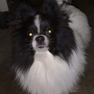 Meet your Posher, Robin